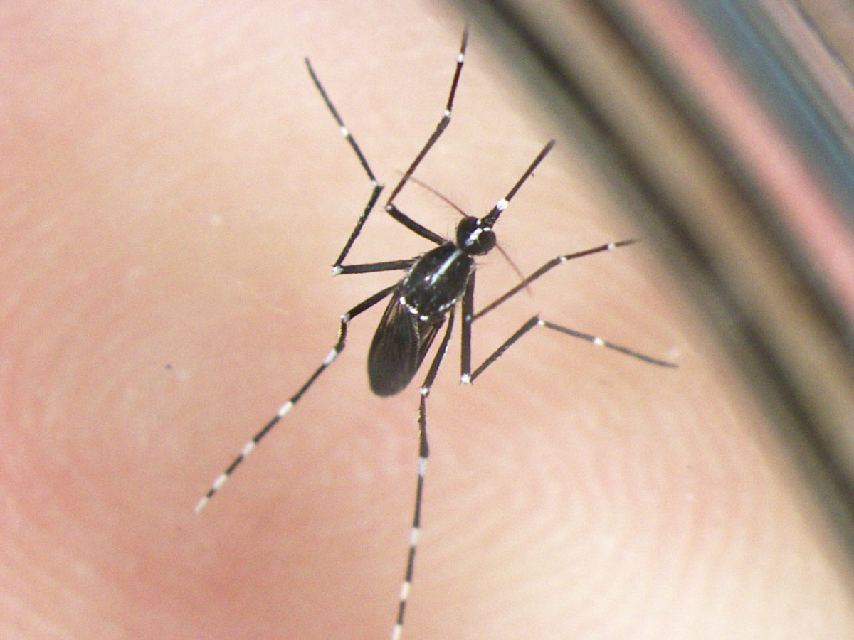 Dengue: altri 2 casi in Lombardia. 133 quelli di West Nile