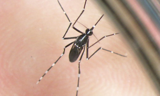 Dengue: altri 2 casi in Lombardia. 133 quelli di West Nile