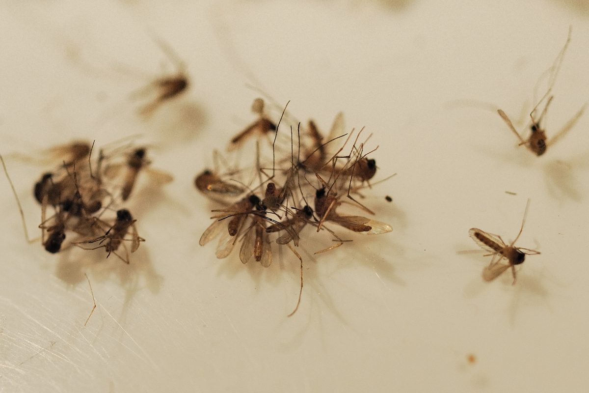 Zanzare e malattie trasmissibili all'uomo: un modello per mappare il rischio