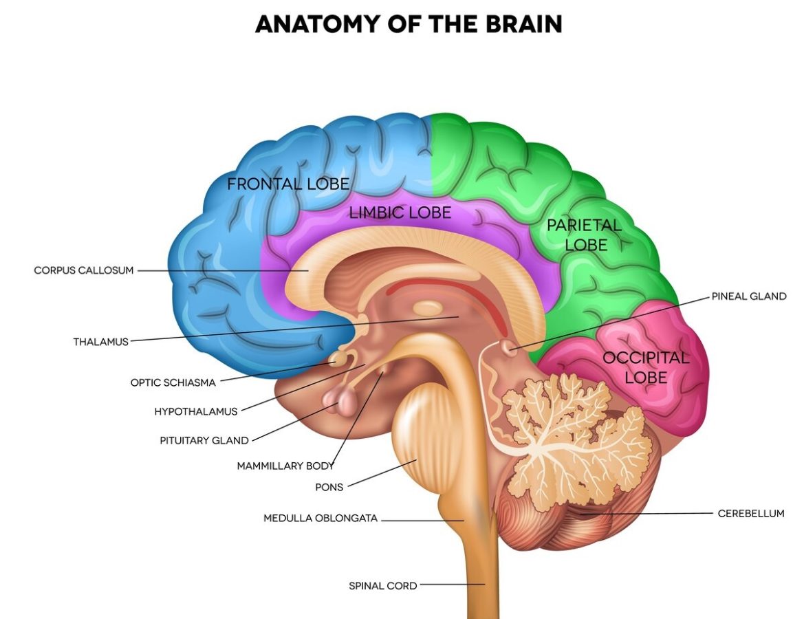 La lunga ombra del Covid su cervello e memoria