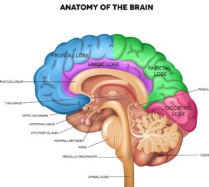 La lunga ombra del Covid su cervello e memoria