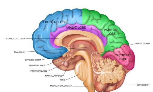 La lunga ombra del Covid su cervello e memoria