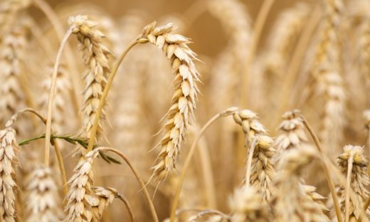Cereali più resistenti alla siccità grazie a un interruttore genetico