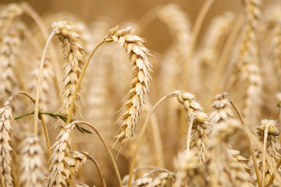 Il prezzo del grano torna ai livelli pre-guerra