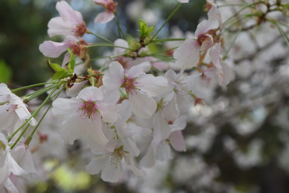 L’inverno sta finendo: da mercoledì scoppia la primavera