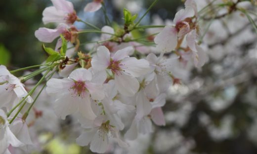 L’inverno sta finendo: da mercoledì scoppia la primavera