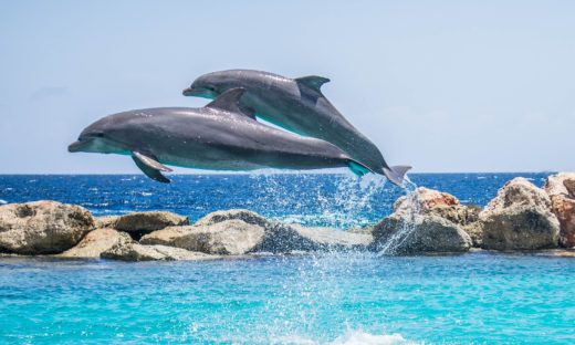 La danza dei delfini a Sottomarina di Chioggia (Ve)