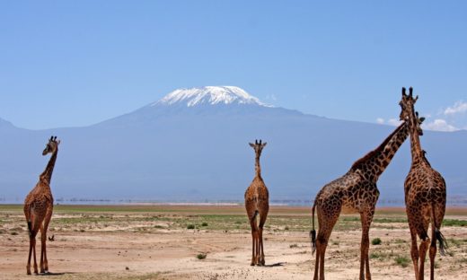 Cambiamento climatico: dal doodle di Google alle pratiche virtuose