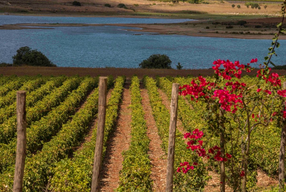 Palermo: un nuovo bando per i vigneti. Il modello Sicilia per la viticoltura sostenibile.