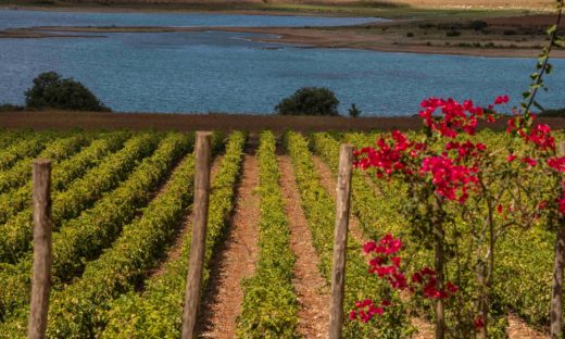 Palermo: un nuovo bando per i vigneti. Il modello Sicilia per la viticoltura sostenibile.