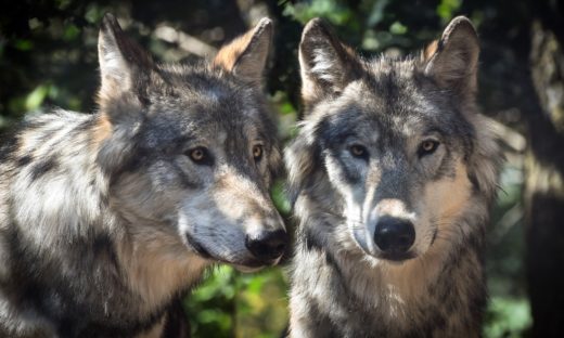 Lupi in Italia: sono sempre più numerosi. Ecco dove si trovano