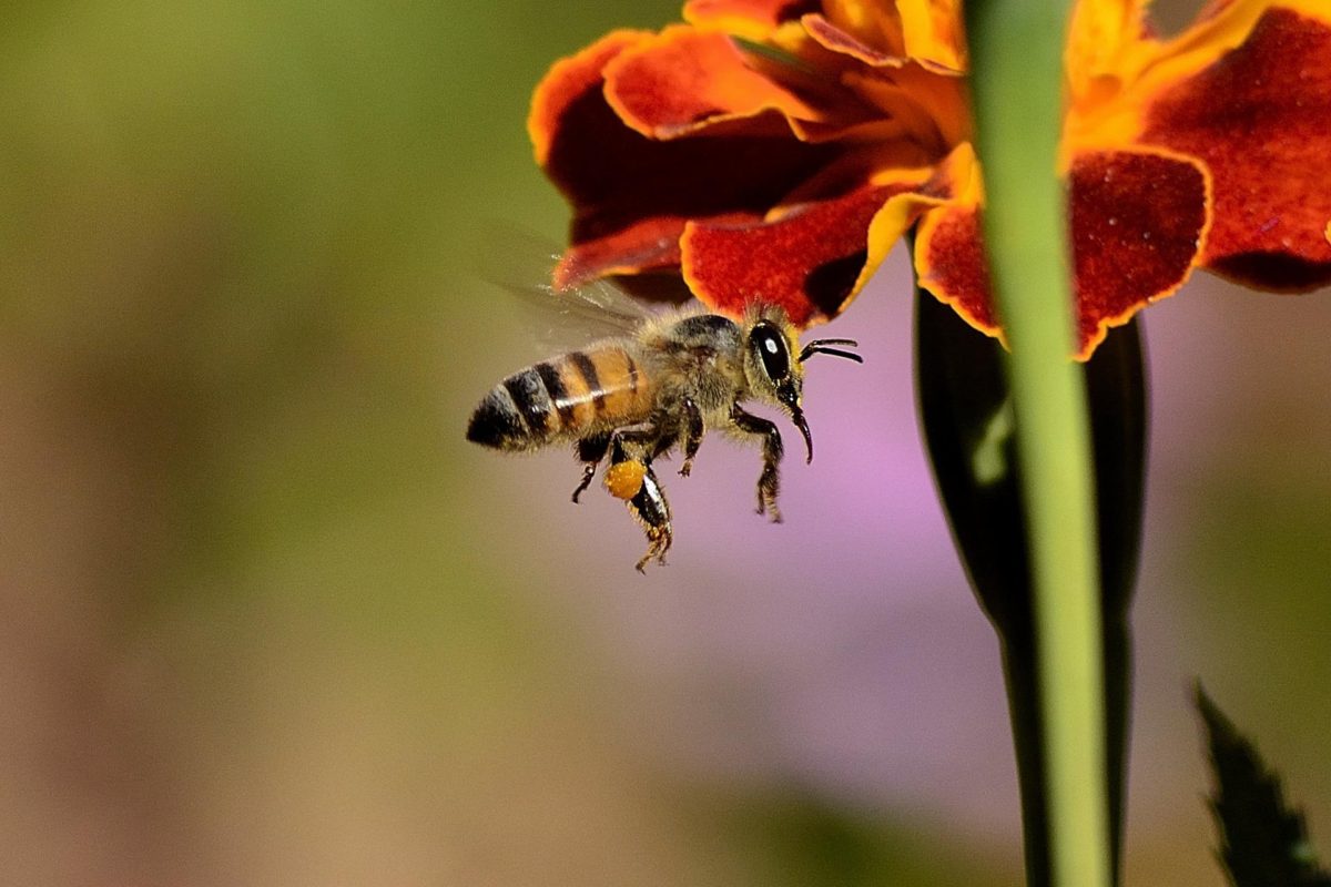 20 maggio 2022: giornata mondiale delle api