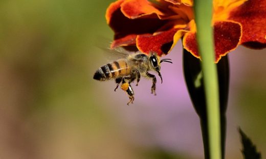 20 maggio 2022: giornata mondiale delle api