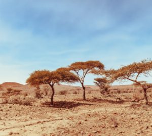 Clima. Anche l’Italia è a rischio desertificazione