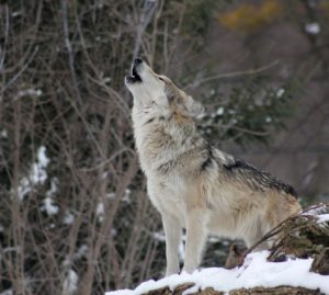 La strana storia del lupo zoppo che ha conquistato la Maremma