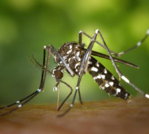 West Nile: nel Padovano il primo caso europeo del 2022