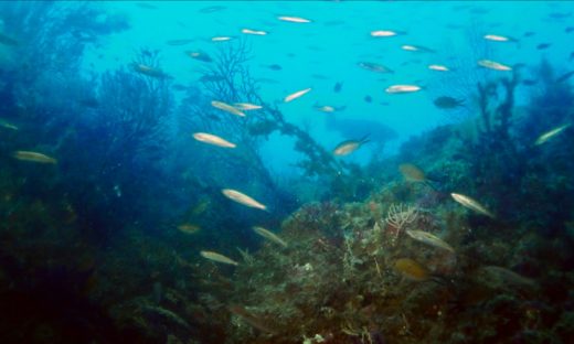 Secche di Tor Paterno: le “Galapagos del Mediterraneo”