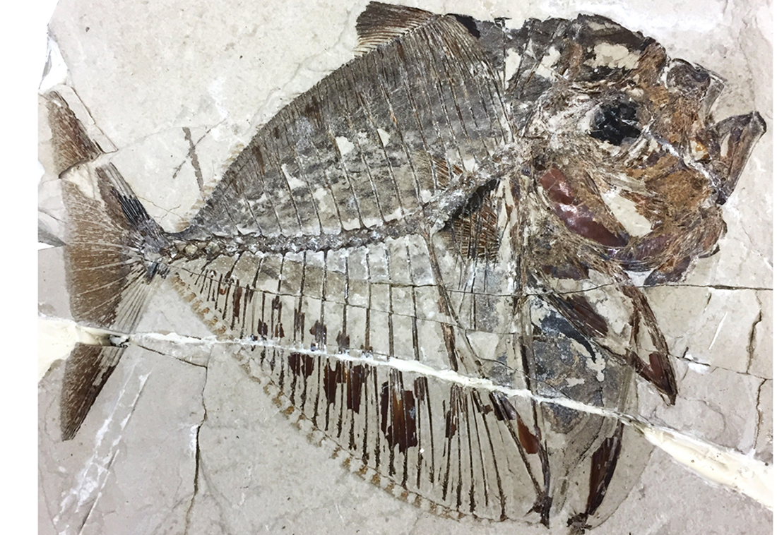 Scoperto in Veneto un fossile di pesce luna