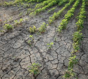 Emergenza idrica: Dell'Acqua commissario, piano anti-siccità per il Veneto
