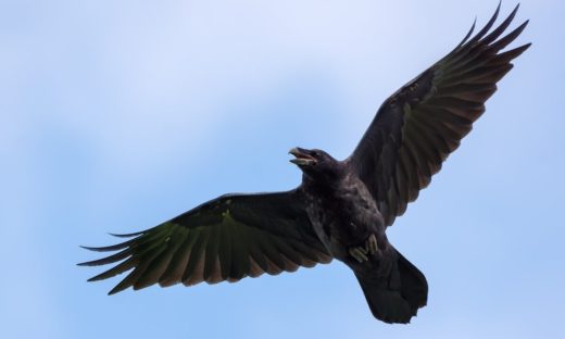 I corvi potrebbero essere gli animali più intelligenti dopo gli umani?