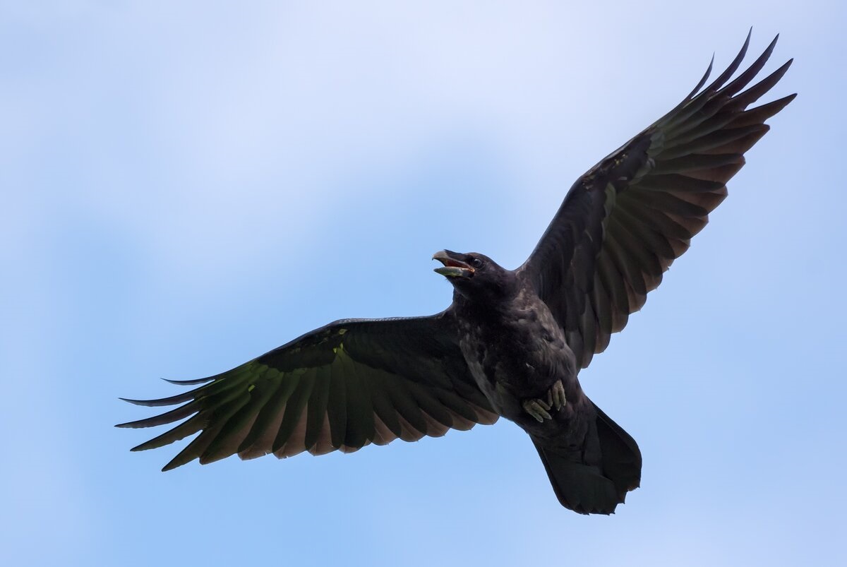 I corvi potrebbero essere gli animali più intelligenti dopo gli umani?