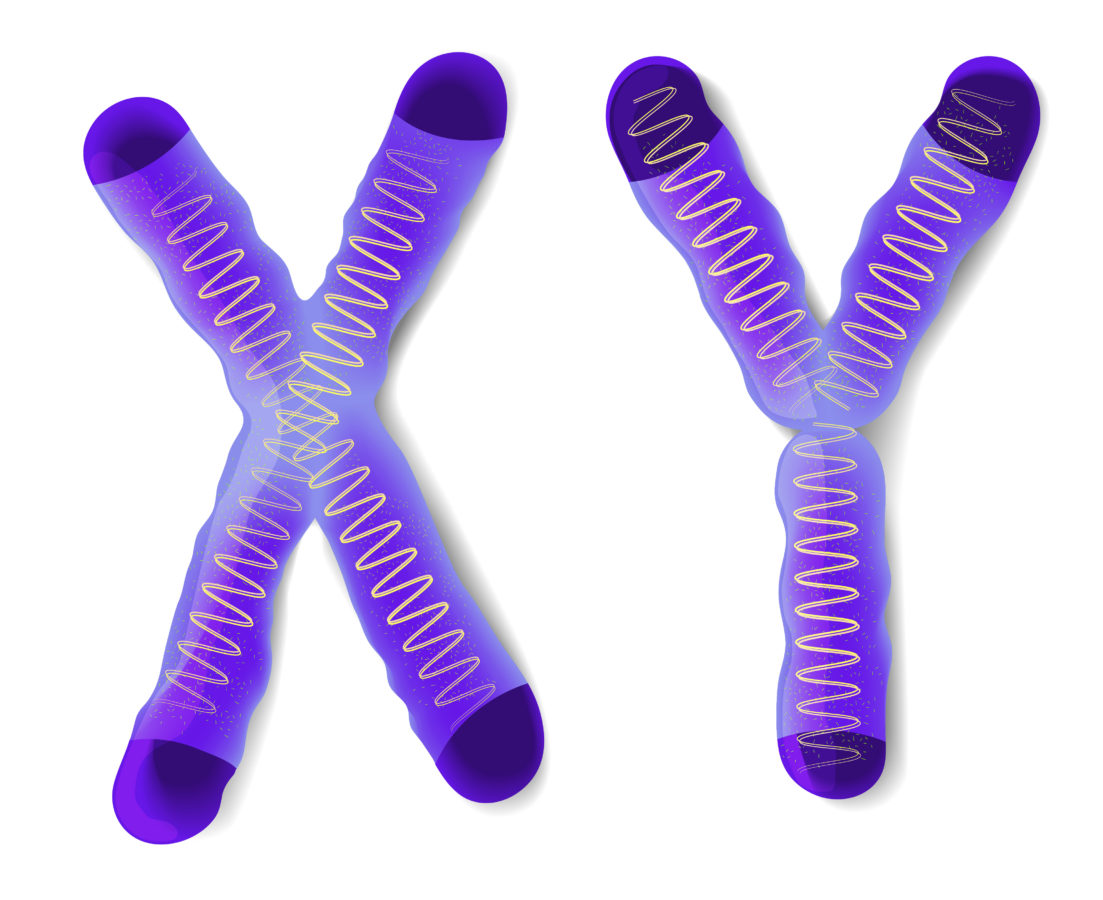 Il cromosoma y la causa della minor longevità degli uomini