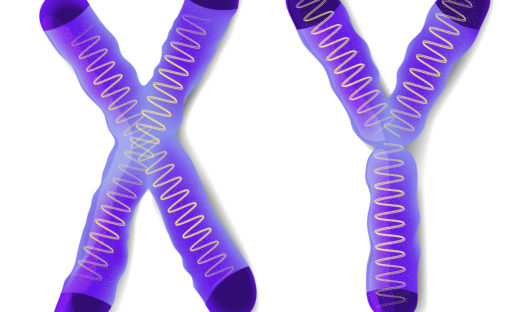Il cromosoma y la causa della minor longevità degli uomini