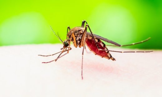 West Nile: i casi aumentano, quali precauzioni adottare