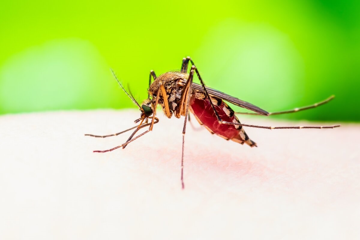 West Nile: i casi aumentano, quali precauzioni adottare