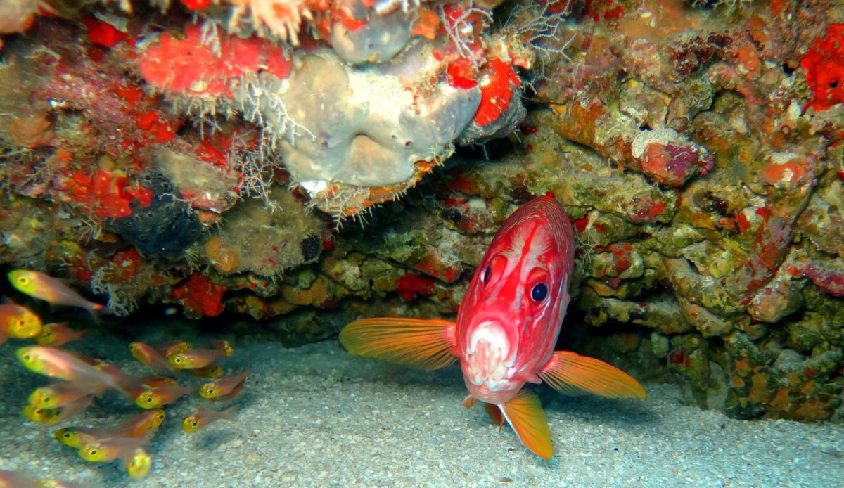 Avvistato per la prima volta in Adriatico il pesce scoiattolo