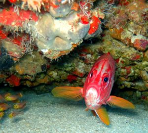 Avvistato per la prima volta in Adriatico il pesce scoiattolo