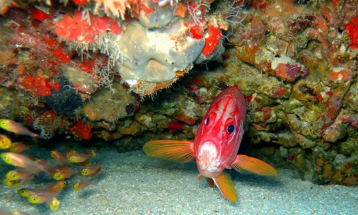 Avvistato per la prima volta in Adriatico il pesce scoiattolo