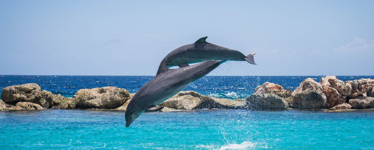 Delfini in Italia: i cetacei più a rischio di spiaggiamento