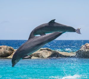 Delfini in Italia: i cetacei più a rischio di spiaggiamento