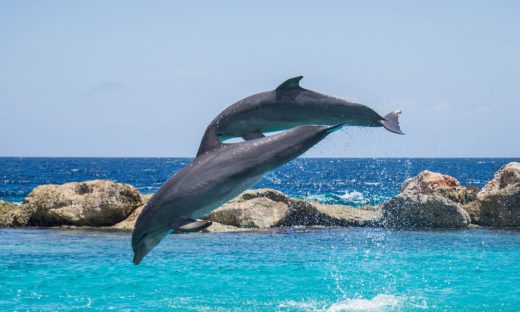 Delfini in Italia: i cetacei più a rischio di spiaggiamento