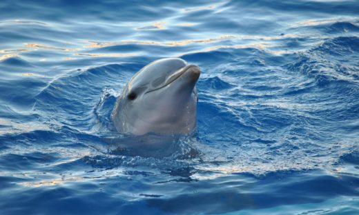 In Campania si formano persone per l’avvistamento dei delfini