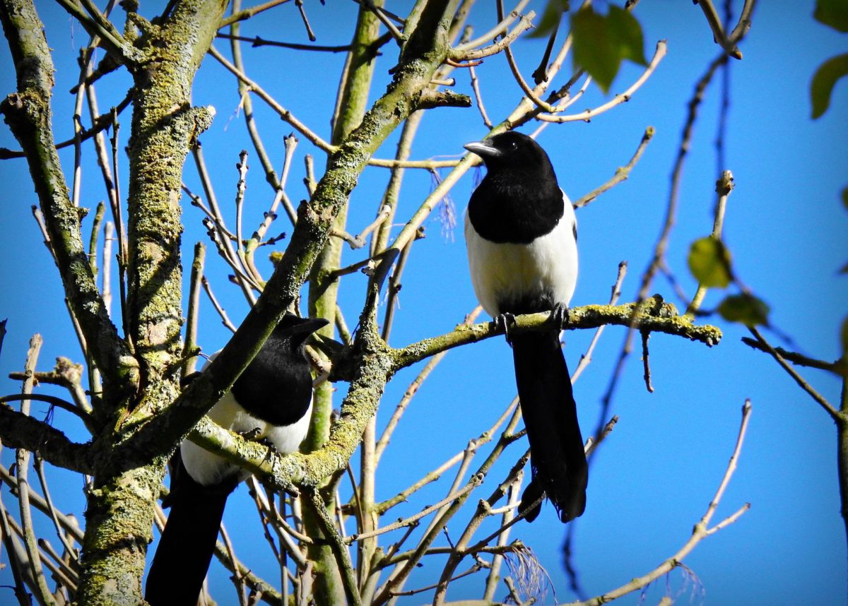 Gazze e corvidi: tra gli animali più intelligenti al mondo