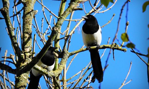 Gazze e corvidi: tra gli animali più intelligenti al mondo