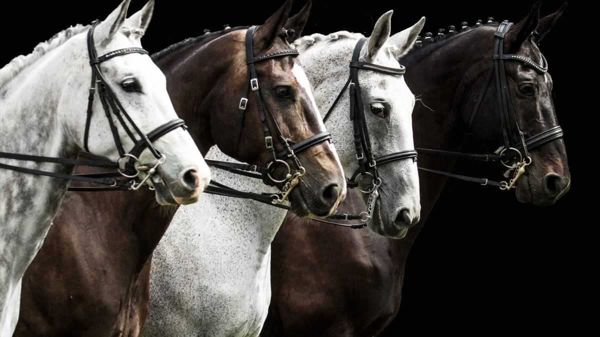 Fieracavalli 2025 a Verona: cavalli, sport e spettacoli