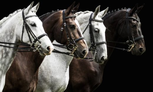 Fieracavalli 2025 a Verona: cavalli, sport e spettacoli