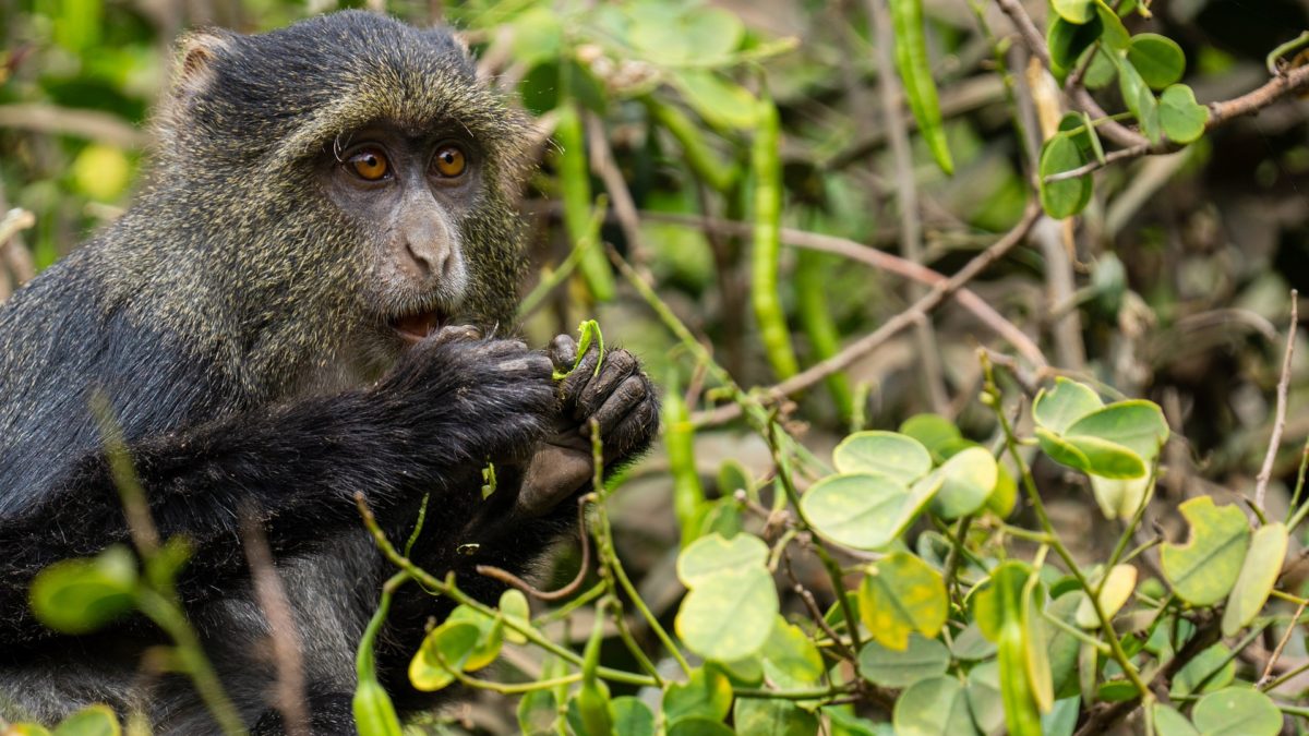 Il clima è più caldo: scimmie e altri primati scendono dagli alberi