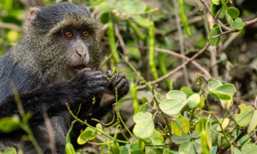 Il clima è più caldo: scimmie e altri primati scendono dagli alberi