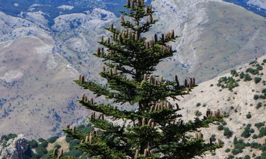 Giornata nazionale degli alberi: l'abete siciliano: il più raro al mondo