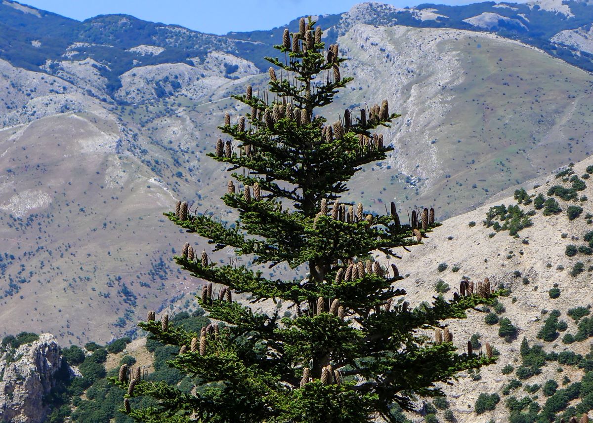 Giornata nazionale degli alberi: l'abete siciliano: il più raro al mondo