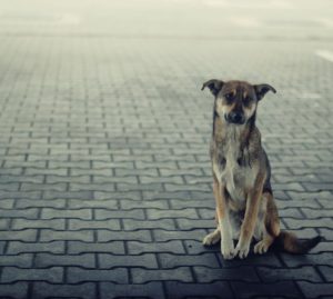 Sono sempre più, in Italia, i “cani di quartiere”