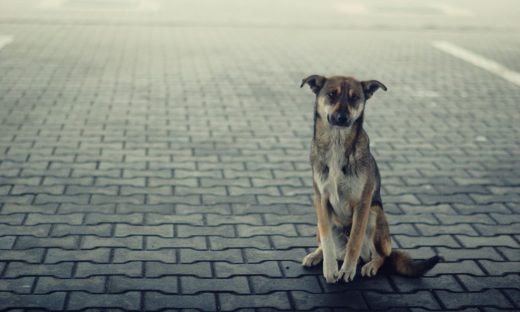 Sono sempre più, in Italia, i “cani di quartiere”