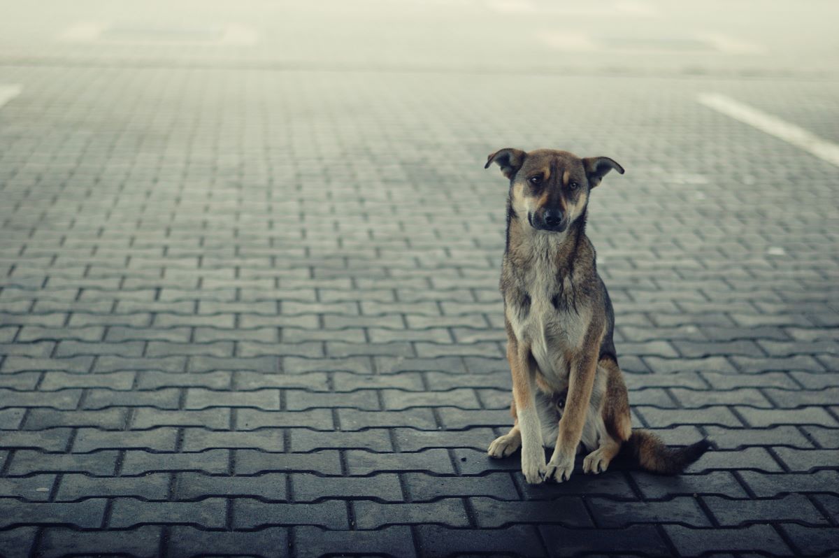 Sono sempre più, in Italia, i “cani di quartiere”