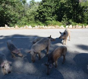 Cinghiali: via libera alla caccia in città e nei parchi