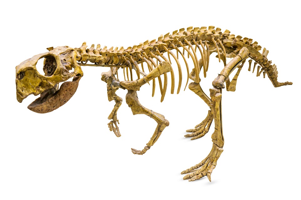 Psittacosaurus