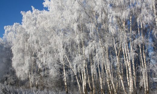 Meteo: arriva l'”orso russo”, il primo vero freddo dell'inverno